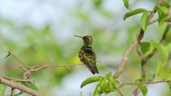 Blue tailed Emerald hummingbird rear wide angle as it takes off in ...