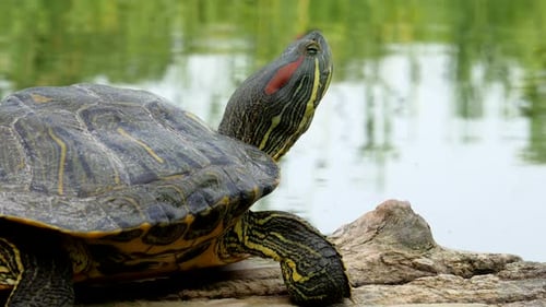 Gros plan d'une tortue à oreilles rouges assise sur une bûche flottant dans un lac