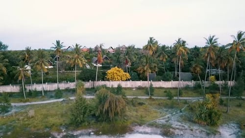 Unglaublicher Kranichflug von oben nach unten — Drohnenaufnahme einer Palme am Strand Paradise-Film auf Zan gedreht