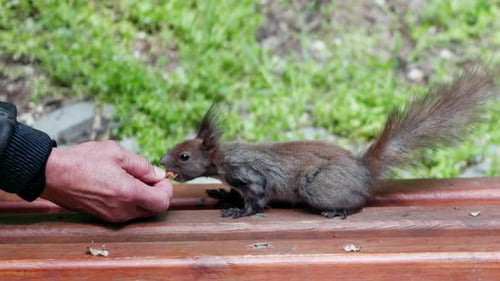 Man feeding nuts to a brown squirrel in the park