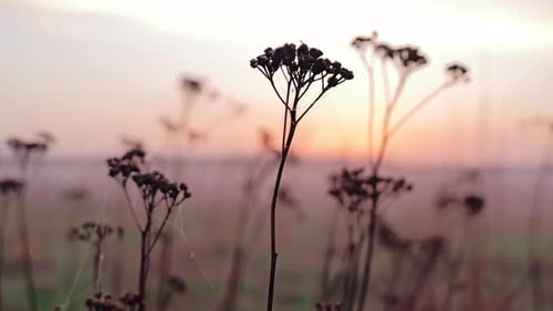 Sunset Glows Behind Withered Plants in Meadow – Still Latvian Countryside