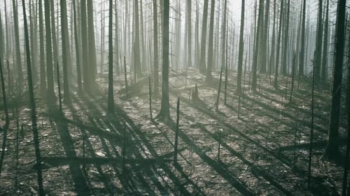 Burned Forest Landscape Revealing Charred Trees and Eerie Shadows