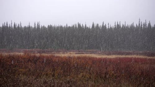 Snowy Winter Landscape with Evergreen Forest