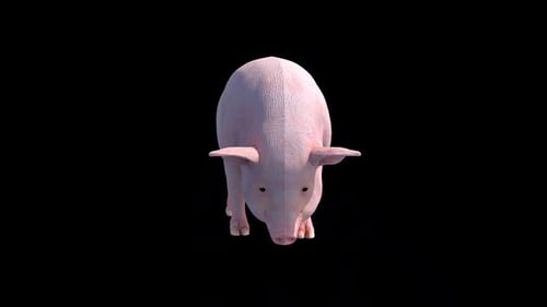 Cute Pink Pig Sniffing the Ground Loop Animation