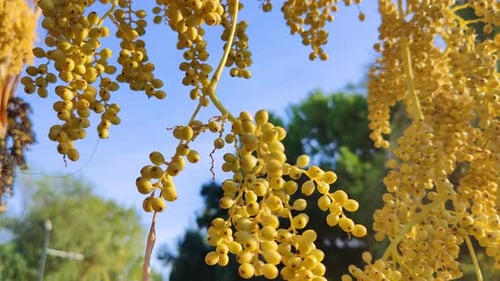 Swinging Ripe Palm Seeds Swaying In The Wind On The Tree 4