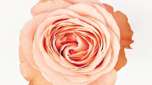 Close-Up of a Beautiful Peach-Colored Rose