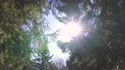 Les rayons du soleil brillent à travers la forêt de pins, le ciel bleu vif à l'extérieur dans un environnement naturel. Vue sur le ciel