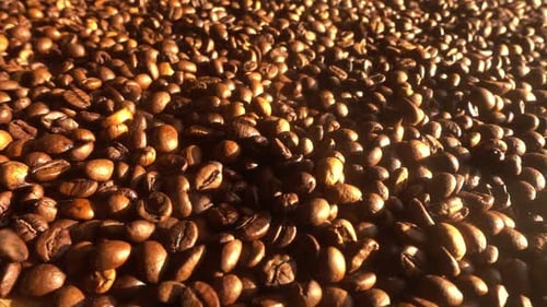 Close up of seeds of coffee