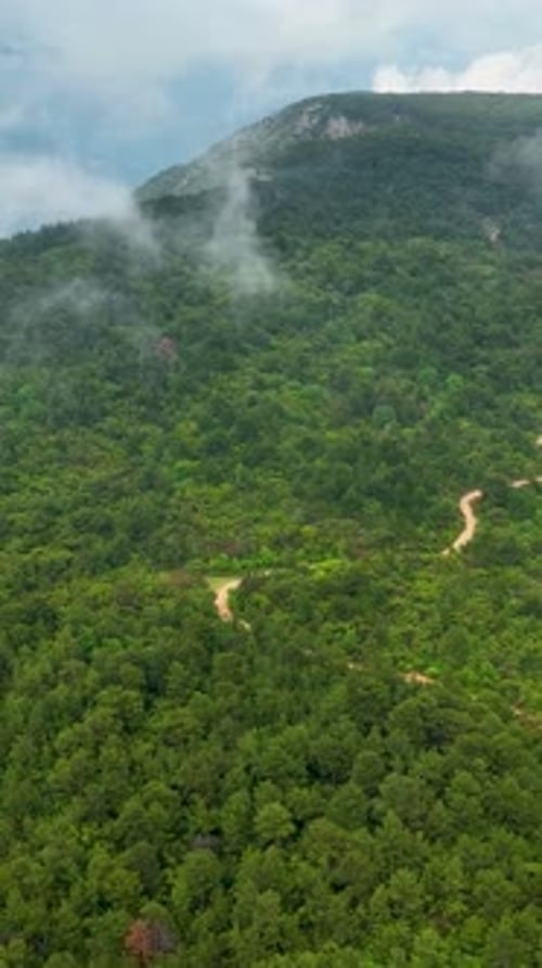 Vertical Video Aerial Exploration of RainWashed Green Forest Cinematic Glimpse Into Serenity
