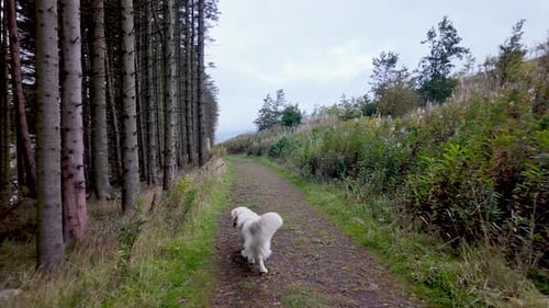 White Dog Walks Along Forest Path On A Tranquil Nature Trail