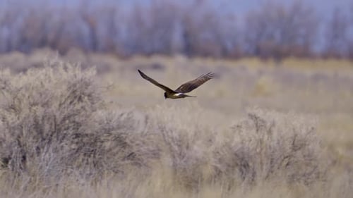 Majestic Hawk Glides Over Grassy Field Hunting Prey