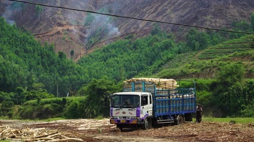 Close-up of a truck where workers are loading timber. Deforestation landscape. Vietnam. Static view