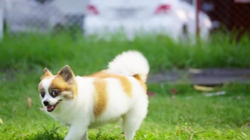 Fluffy Pedigree Pomeranian Dog walking on a green lawn. Happy little Dog Having Fun in the Backyard.