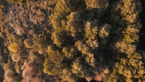 Forests Illuminated Sunlight At Lago das Encrobas In A Coruna, Spain. Aerial Topdown Shot