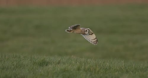Short-eared owl flying