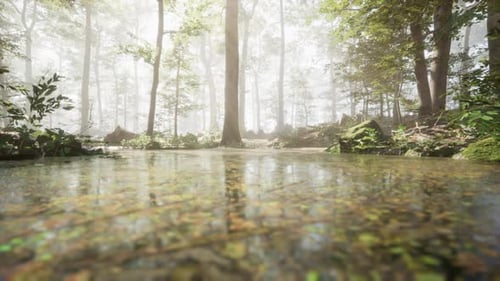 A Stream Running Through a Lush Green Forest