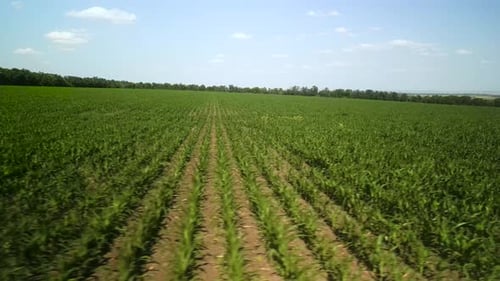 Green corn field aerial view