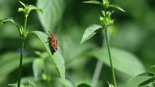 Wildbienen, Hymenopteren, Scoliidae, Kaeng Krachan National Park, 4K-Aufnahmen; Reinigung und Reinigung