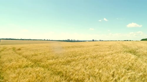 Wheat field in summer, aerial shoot