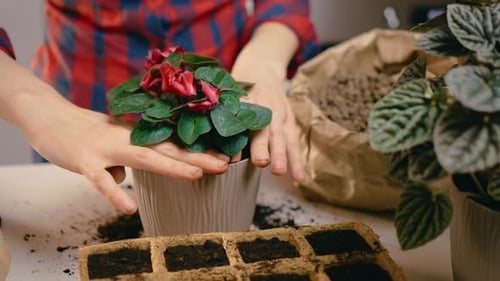Woman Repots Garden Plants for Better Growth Young Female Gardener Transfers Seedlings