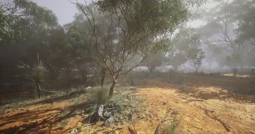 Misty Australian Eucalyptus Forest Fly Through