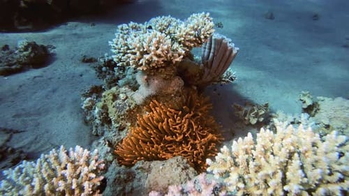 Tropical Red Clownfish and Sea Anemones