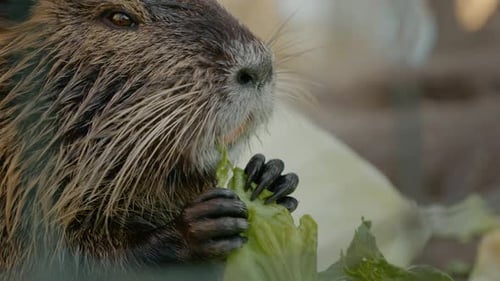 Nutria munching on cabbage at a farm during daytime