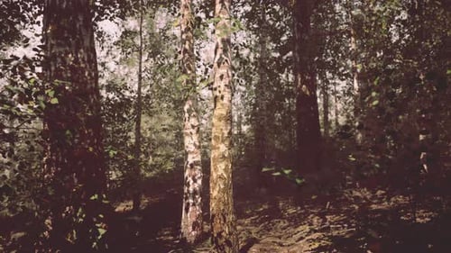 A Dense Birch Forest with Towering Trees and Dappled Sunlight Filtering