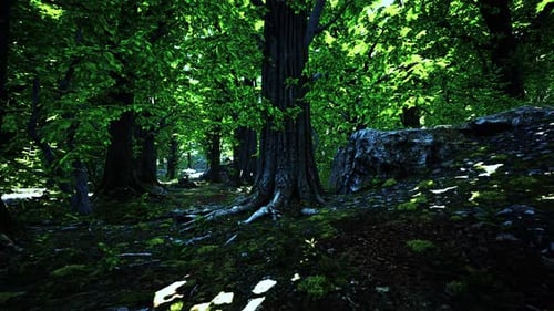 Tree Roots and Sunshine in a Green Forest