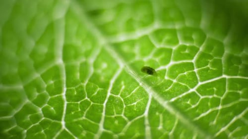 Tiny Insect Resting on Green Leaf, Extreme Closeup