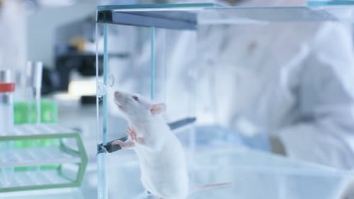 Scientist Examines Samples with Mice in Laboratory