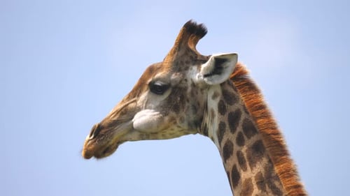 Closeup profile view of giraffe chewing