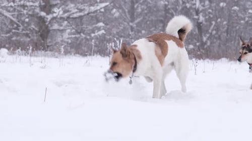 Dogs Play Fetch in Snowy Winter Forest