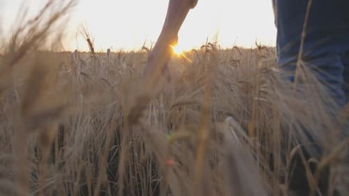 Male Arm of Agronomist Moves Over Ripe Wheat Growing on the Meadow Young Farmer Walks Through the