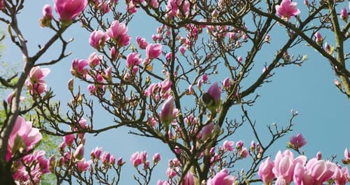 A large tree with magnolia flowers against a blue sky.