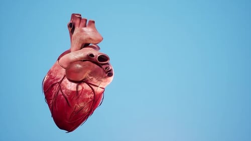 Realistic 3D Human Heart Beating Animation Loop
