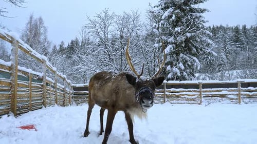 Reindeer Standing in Snowy Winter Landscape