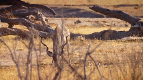 Kudu-Männchen ernähren sich in Afrika