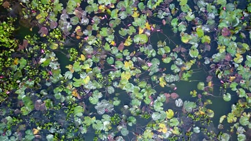 Wild water lilies bloom and rounded green leaves in freshwater pond, Aerial closeup