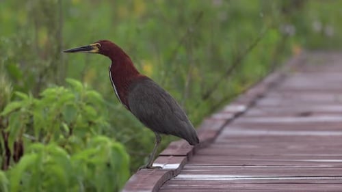 South american Rufescent Tiger-Heron Bird animal in wetland marsh boardwalk fishing