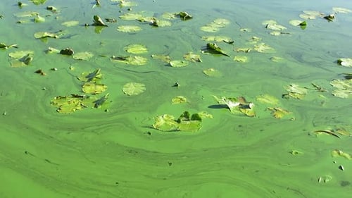 The river is covered with green algae. Top view of the river surface covered with green algae.