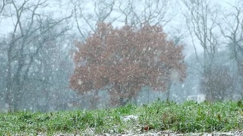 A slopw motion video of snow with a tree on the background