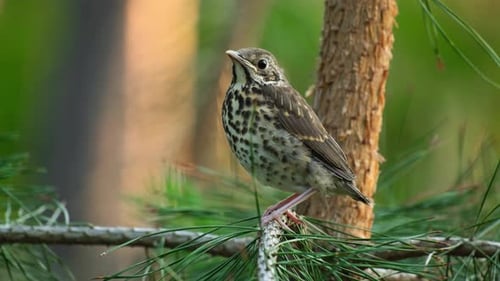 Young Thrush on Pine Tree. Close-Up of a Baby Thrush on a Tree