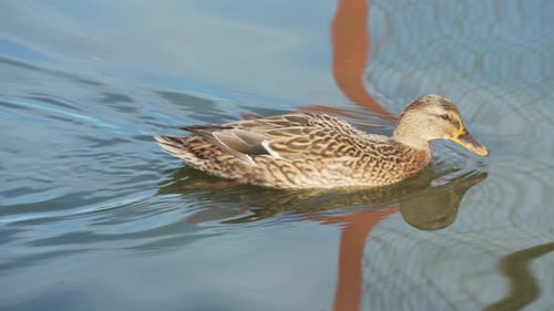 Ente schwimmt im Teich auf der Suche nach Nahrung. Ententeich mit Wasservögeln. Entenherde