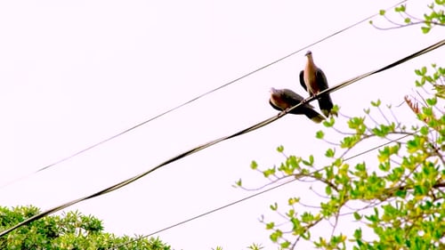Two Peaceful Birds Perched on Power Line Wires