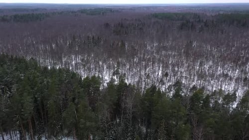 Flying above snow covered trees in winter forest. Shot from drone.