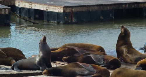 Sea Lions Bathing in the Sun on a Boardwalk, Looking at the Sky