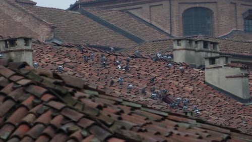 Los tejados italianos se llenan de palomas urbanas en un frío y brumoso día de invierno