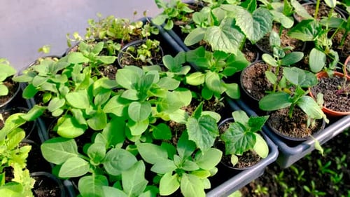 Potted Plants and Vegetable Starts in a Greenhouse