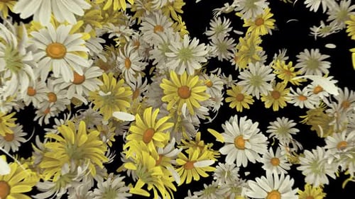 Daisy Explosion auf Alpha 4K
